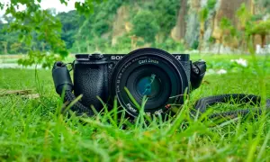 Jaki aparat do fotografowania zwierząt? Wybór sprzętu dla każdego!